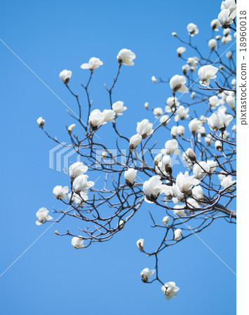 Kobushi花（空袋） 18960018