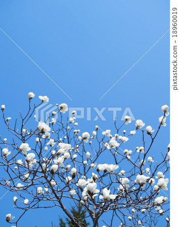 Kobushi花(空袋) Kobushi花(空袋) 18960019