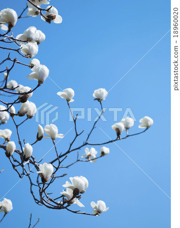 Kobushi花（空袋） 18960020