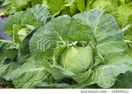 捲心菜（戶外栽培） 18960022