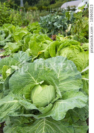 捲心菜（戶外栽培） 18960023