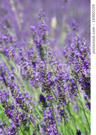 Lavender Lavender 18960109