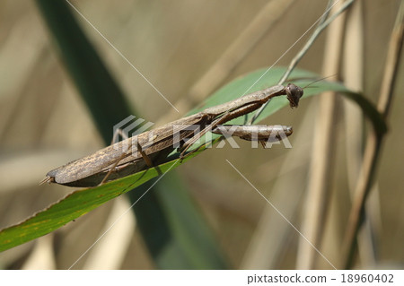 Creatures insects chokamakiri, small mantis. It seems that there are many brownish individuals 18960402