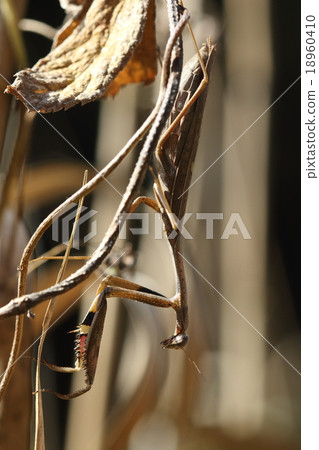 Living organisms Insects are melting into the scenery of the late autumn, Kokamakiri insects. The sickle's black and white pattern is characteristic 18960410