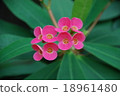 花 18961480