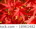 楓 18961482