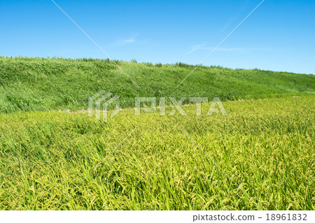 仲夏稻田(Luoda),藍天和銀行拷貝空間1 仲夏稻田(Luoda),藍天和銀行拷貝空間1 18961832