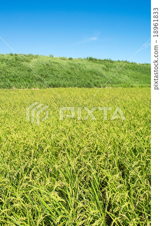 Midsummer paddy field (Luoda), blue sky and bank copy space 2 Midsummer paddy field (Luoda), blue sky and bank copy space 2 18961833