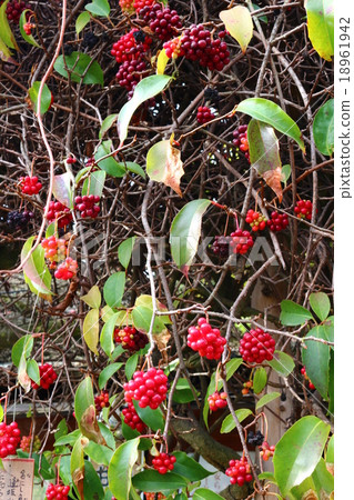 晴天 晴天 18961942