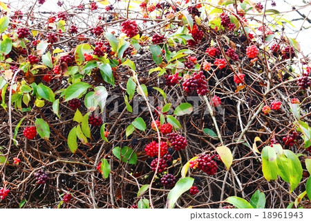 晴天 晴天 18961943