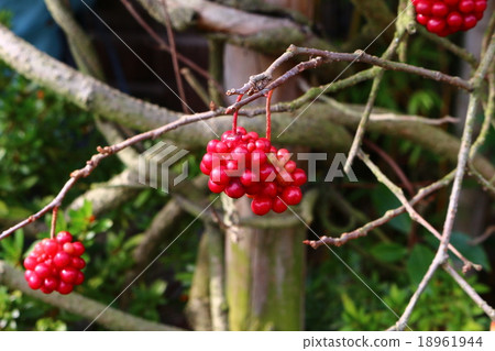 晴天 晴天 18961944