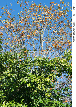 藍色柑橘類水果和成熟的柿子果實2 18961949