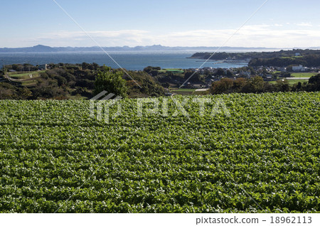A baseball field of the plateau 18962113