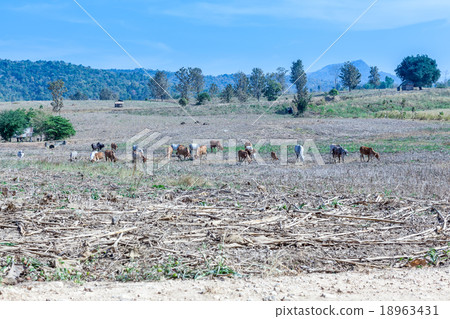Landscape whit cows 18963431
