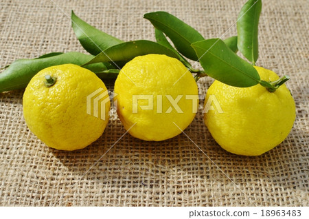 柚子 柚子 18963483
