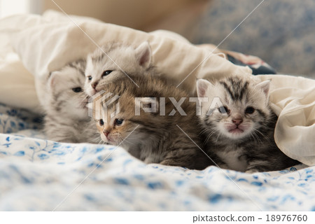 Cute kitten 18976760