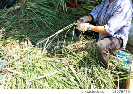 Harvesting work of Okinawa Miyakojima lemon grass 18976770