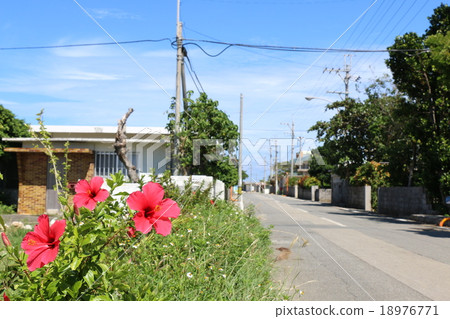 Hibiscus blooming in one corner of the village of Miyakojima 18976771