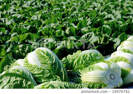 Chinese cabbage field and harvested cabbage Chinese cabbage field and harvested cabbage 18976782