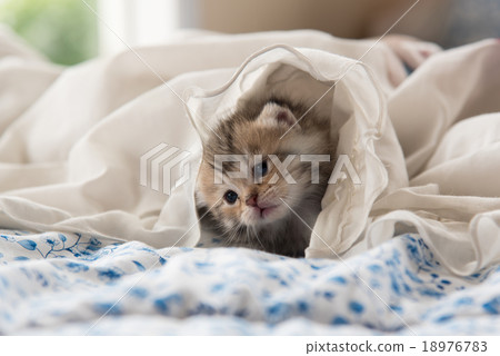 Cute kitten 18976783
