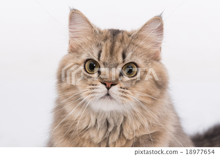 Cute persian cat 18977654