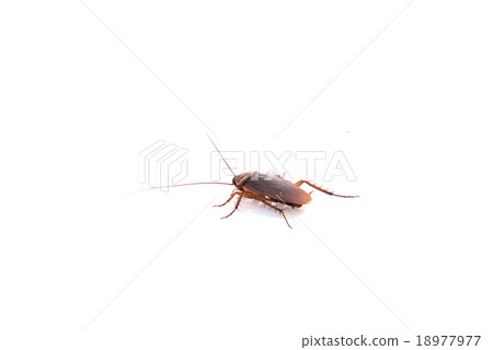 Cockroach 18977977