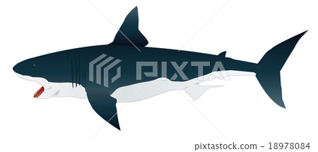 White shark shark White shark shark 18978084