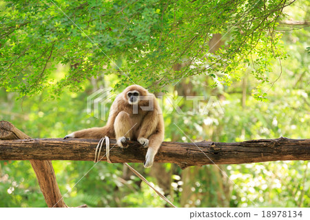 Golden gibbon sitting on a tree's branch looking 18978134