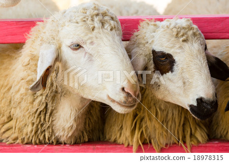 Cute young sheep standing in a farm enviroment Cute young sheep standing in a farm enviroment 18978315