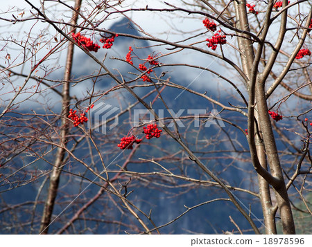 Kamboku水果 Kamboku水果 18978596