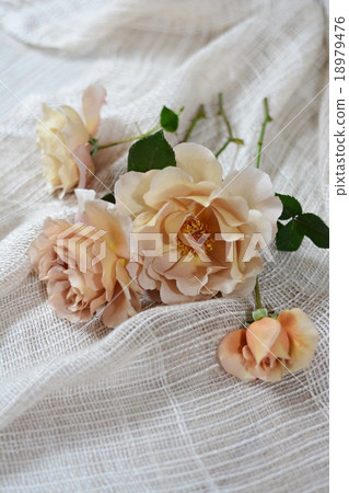 Roses Julia table photo 18979476