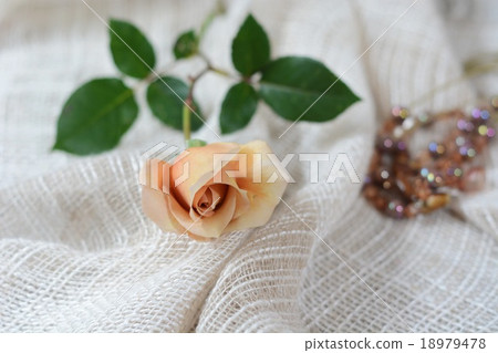 玫瑰朱莉婭表照片 18979478