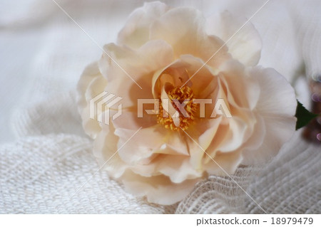 玫瑰朱莉婭表照片 18979479