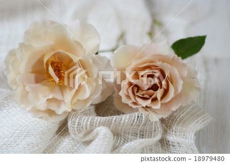 玫瑰朱莉婭表照片 18979480