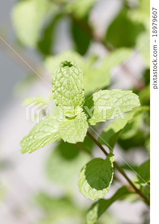 Pepper Mint in herb garden. Pepper Mint in herb garden. 18979607
