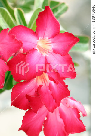 red adenium flower. red adenium flower. 18979640