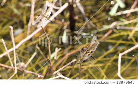 macro of black and yellow dragonfly. macro of black and yellow dragonfly. 18979645