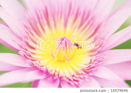 Pollen of pink lotus in a macro style. 18979646