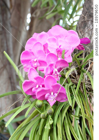 Purple orchids on trees. Purple orchids on trees. 18979650