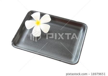 white plumeria in black tray container isolated. white plumeria in black tray container isolated. 18979651