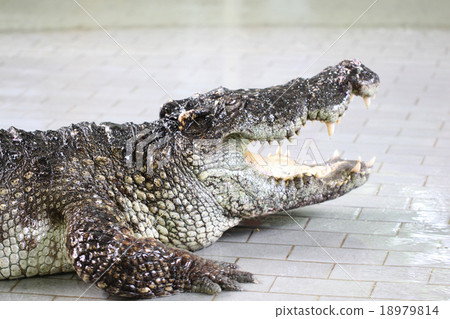 Crocodile in farm. 18979814