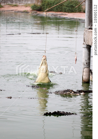 Feeding the crocodiles. 18980112