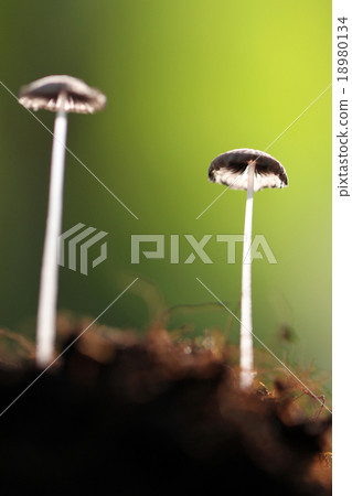 Small mushrooms growing on the ground. 18980134