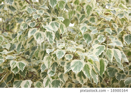 Euonymus fortunei,The tree of two color on leaves. Euonymus fortunei,The tree of two color on leaves. 18980164