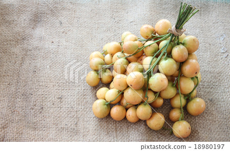 Baccaurea ramiflora or burmese grapes. 18980197