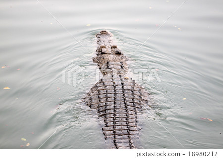 Big Crocodiles are swimming. 18980212