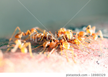 Many ants are walking on timber. Many ants are walking on timber. 18980329