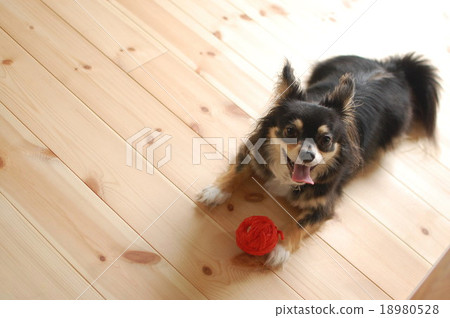 Chihuahua playing in the room of solid wood 18980528
