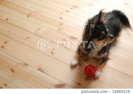 Chihuahua playing in the room of solid wood 18980529