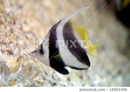 Butterfly Fish in Sea coral reef area. Butterfly Fish in Sea coral reef area. 18981406